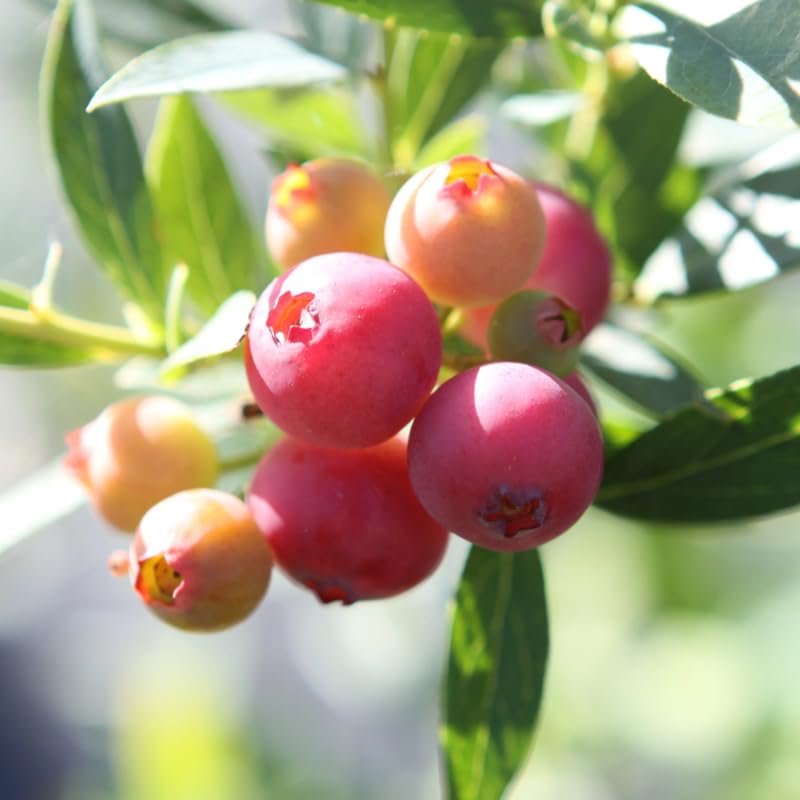 Pink Lemonade Blueberry Plant Live in 4’’ Pot, High Yield Blueberries Bush Shrub, Sweet Flavor, Ideal for Home Gardens, Patio Containers