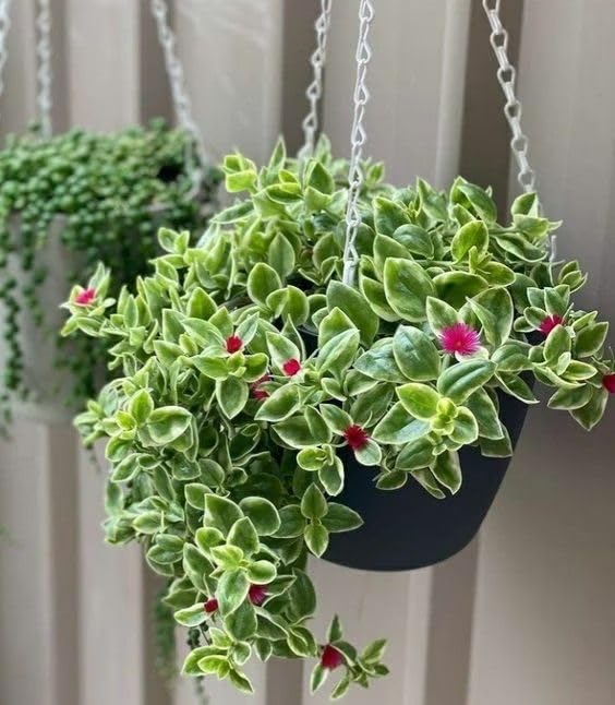Variegated Baby Sun Rose Plant, Ice Plant in 2'' Pot, Live Succulent Groundcover Plants, Easy-Care Indoor or Outdoor Plants