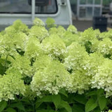 Lime White Hydrangea Tree Live Plant, Hydrangea Plant Live Garden, Perennial Flower Shrub Plant, Quart Pot