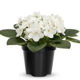White African Violets Live Plants House Plants in 4" Pot, Vibrant Blooms for Indoor Décor, Home or Office, Easy to Grow