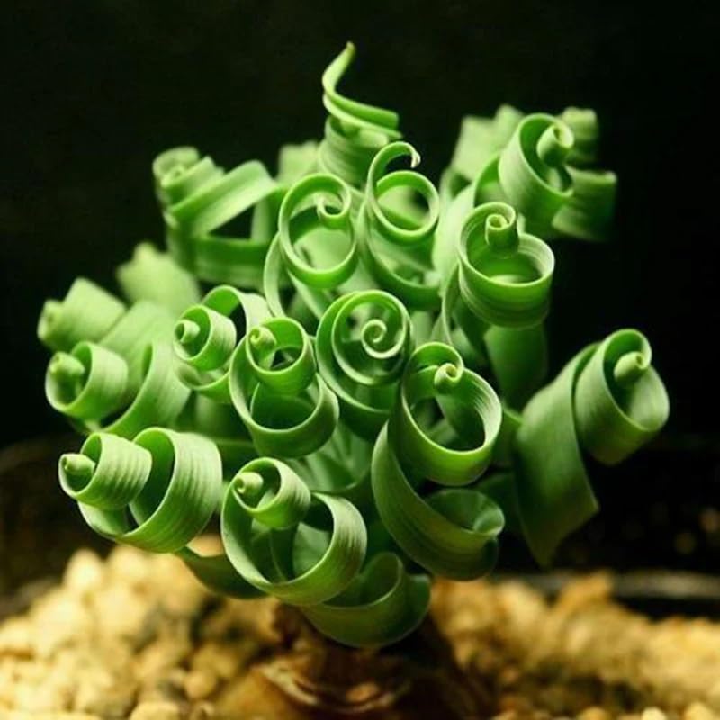 Albuca Plant Live Bare Root Succulent Live Plant, Rare Curly Leaf, Easy Care Indoor Plant for Collectors