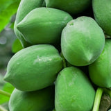 Papaya Plant Live, Papaya Seedling Live Plant, 4-8'' Tall, Well-Rooted, Sweet Fruit Tree for Outdoor Landscape