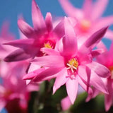 1 Easter Cactus Plant Live, Spring Cactus Live Plant, 4-8 Inch Height, Holiday Blooms for Outdoor Spaces, No Pot, Bareroot (Pink)