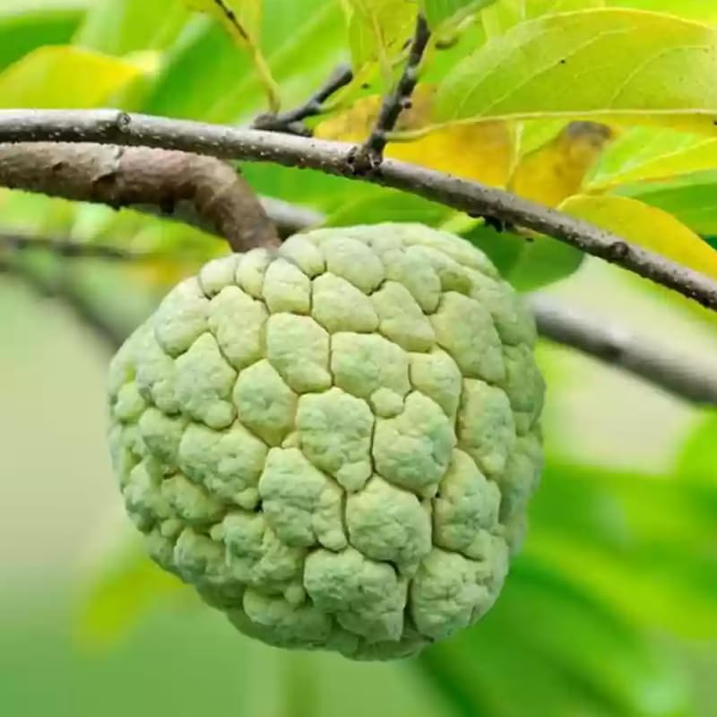1 Pot Sugar Apple Tree Live Plant 5-10 Inch Tall, Sweet Sugar Apple Plant Live, Annona Squamosa Sugar Apple Fruit Tree