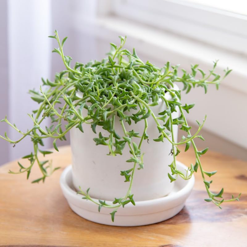 String of Dolphins Live Plant in 4 Inch Pot, String of Dolphins Plant for Home, Office, Live Succulents Plants in Pot
