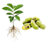 Pawpaw Tree Live Plant in Quart Pot, Pawpaw Tree 6-12 Inches Tall, Paw Paw Fruit Plant for Planting Outdoor, Sweet Fruit Plants