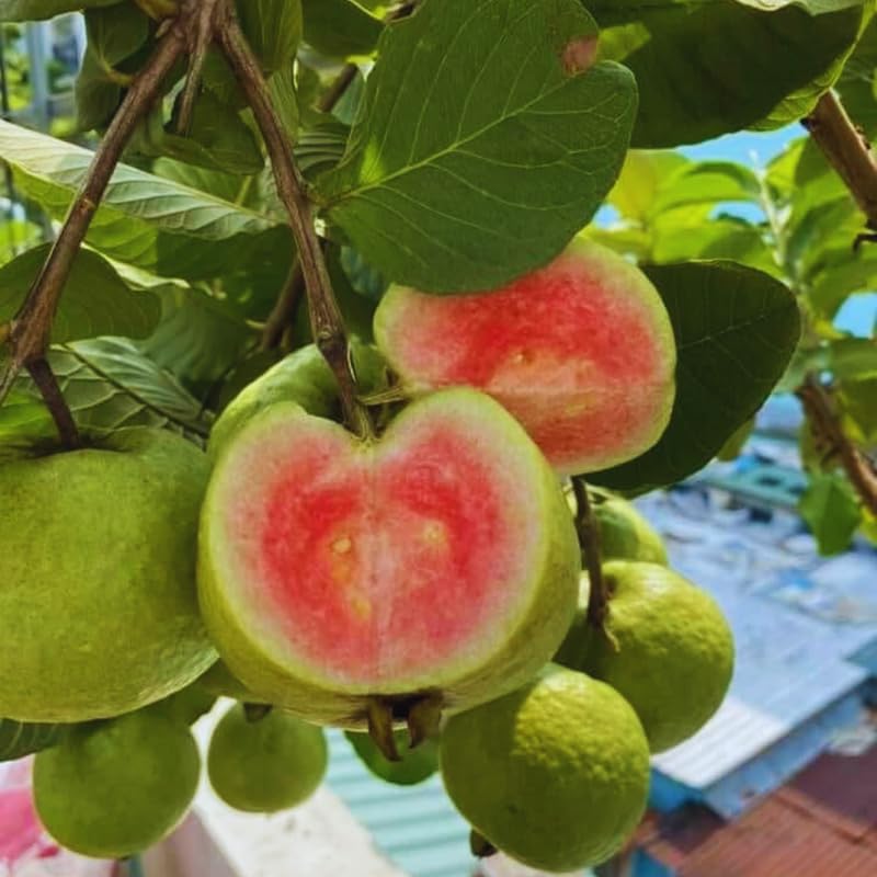 Pink Guava Tree Live Plant, 8 to 15 Inc Tall Guava Tree Cold Hardy, Live Guava Plant Planting Outdoor, No Pot