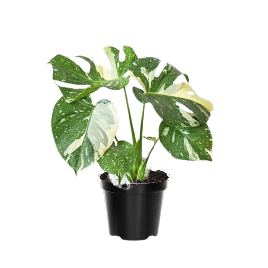 Monstera Deliciosa Live Plant, Monstera Thai Constellation Plant, Houseplant, 4 Inc Potted