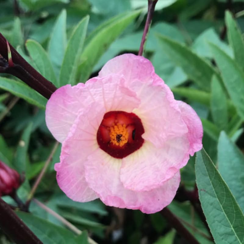 1 Red Roselle Hibiscus Sabdariffa Plant Live 6-8 Inch Height, Roselle Jamaican Plant in 4 Inch Pot, Roselle Hibiscus Flowers to Grow