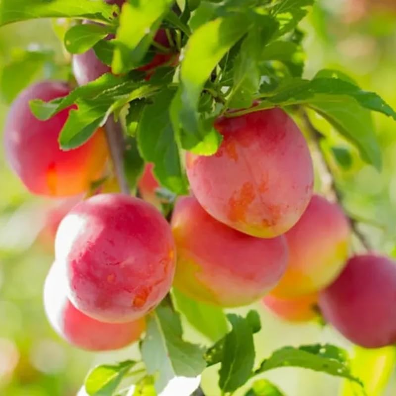 2 Plum Trees Live Plants for Planting Cold Hardy, 1'-2' Live Plum Tree, Fruit Tree for Outdoor Garden Planting