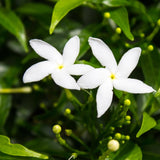 Set 2 Pinwheel Jasmine Plants Live, Jasmine Starter Plugs 3-5 Inches, Fragrant Jasmines Trailing Vine for Garden or Container