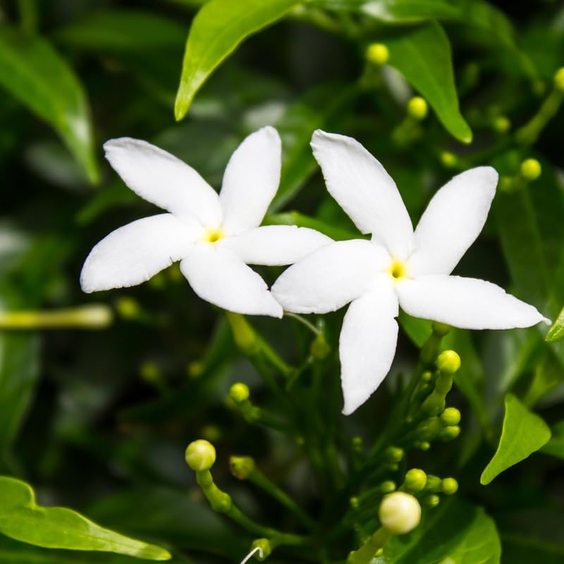 Set 2 Pinwheel Jasmine Plants Live, Jasmine Starter Plugs 3-5 Inches, Fragrant Jasmines Trailing Vine for Garden or Container