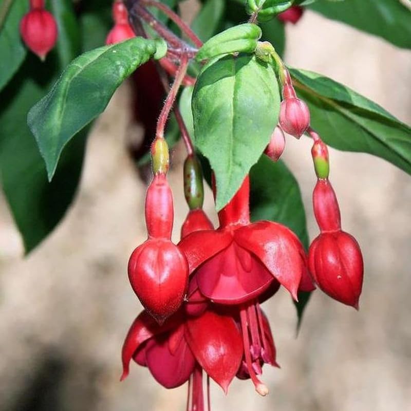 Red Fuchsia Plant Live in 5-Inch Pot, Hanging Basket Flower, Hardy Fuchsia Vine for Shade Gardens, USDA Zones 8-11