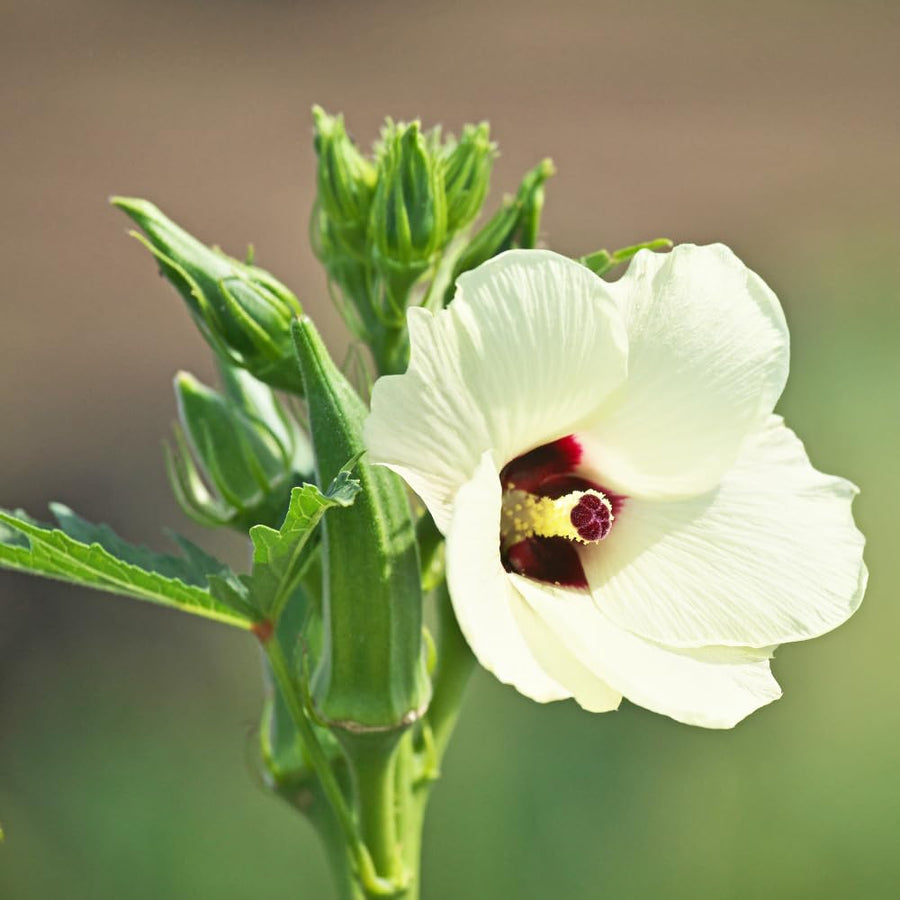 Okra Live Plant, Green Okra Plant from 3-5 Inches Tall, 4" Pot, Fast Growing Vegetable Plant for Raised Beds and Home Gardens, 2 Plant Per Pot