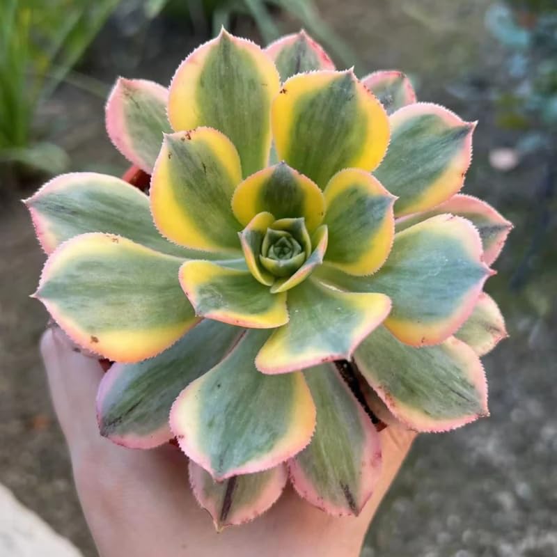 Aeonium Succulent Plant Live in 2" Pot, Rosette Succulent, Easy Indoor Outdoor Plant