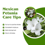 Pack 2 Mexican Petunia Live Plants, Perennial Petunia Vibrant Flowers, Outdoor Garden Growing 4-9 Inches - White Petunia