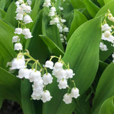 6 Lily of the Valley Plants Live, Lily of the Valley Flower Plant,Sweet Fragrant Blooms for Garden Beds and Borders, 4-7 Inch Tall Bareroot Plants
