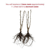 Set 5 Rose of Sharon Bare Roots Plant, Assorted Rose of Sharon Tree Live Plant, 1-2 Feet Tall Bare Roots, Hardy Althea Flowers for Indoor Outdoor Planting