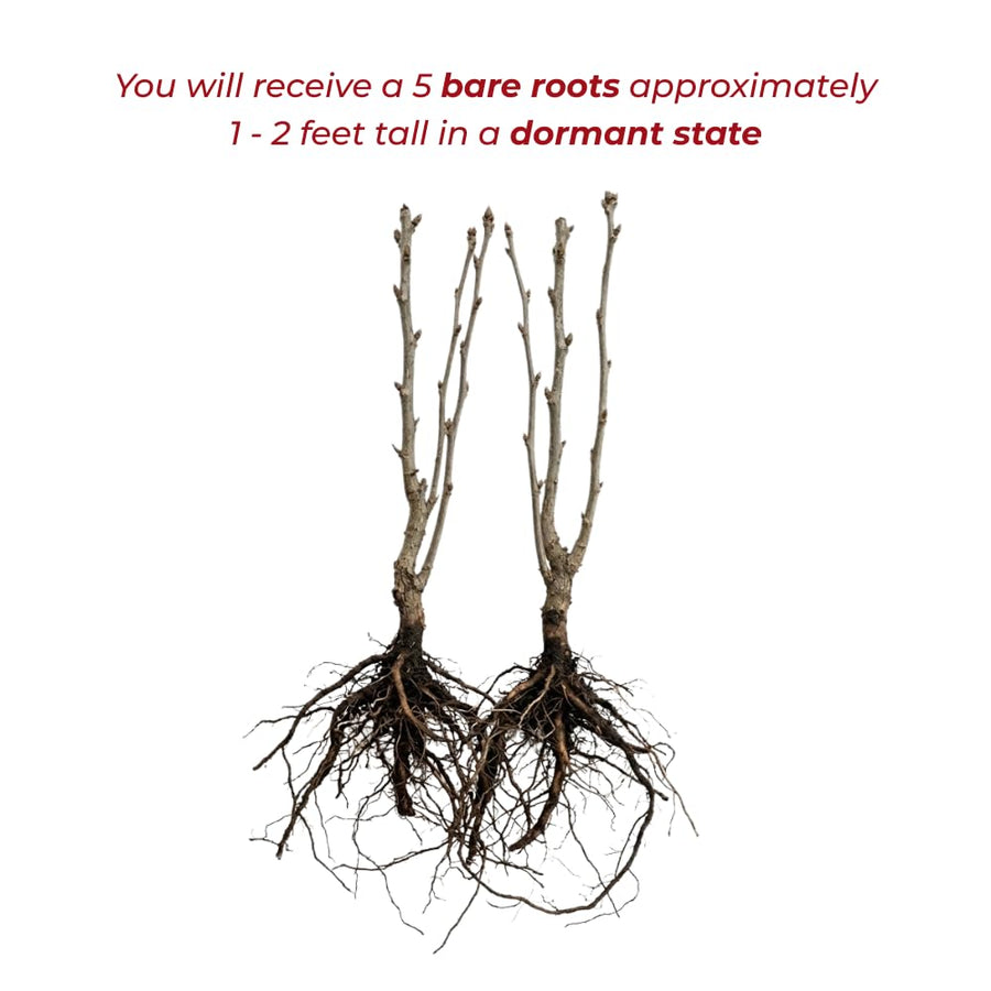 Set 5 Rose of Sharon Bare Roots Plant, Assorted Rose of Sharon Tree Live Plant, 1-2 Feet Tall Bare Roots, Hardy Althea Flowers for Indoor Outdoor Planting
