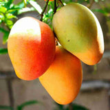Julie Mango Tree Live Plant, 2 Feet Tall, Tropical Mango Fruit Tree for Outdoor Planting
