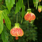 Pack 2 Orange Abutilon Plants Live for Planting 4 to 6 Inch Tall, Lantern Abutilon Flowering Live Plants, Fragrant Abutilon Well Rooted Plug