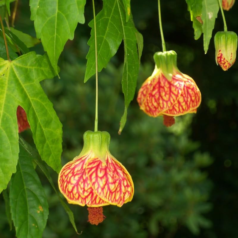 Pack 2 Orange Abutilon Plants Live for Planting 4 to 6 Inch Tall, Lantern Abutilon Flowering Live Plants, Fragrant Abutilon Well Rooted Plug