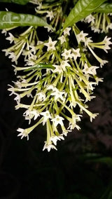 Night Blooming Jasmine Plant, Fragrant Jasmine Live Plant 5-9 Inches Tall