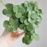 Hope Peperomia Live Plant in 4 Inch Pot, Peperomia Plant Live Potted, Easy-Care Houseplant, Vibrant Green Leaves for Indoor Gardens