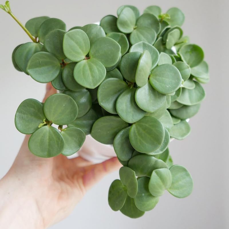 Hope Peperomia Live Plant in 4 Inch Pot, Peperomia Plant Live Potted, Easy-Care Houseplant, Vibrant Green Leaves for Indoor Gardens