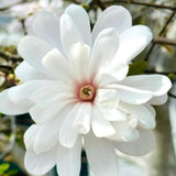 Magnolia Tree Live Plant in 2.5'' Pot, Magnolia Starter Tree, Ornamental Flowering Tree, Outdoor or Container Growing (White Magnolia)