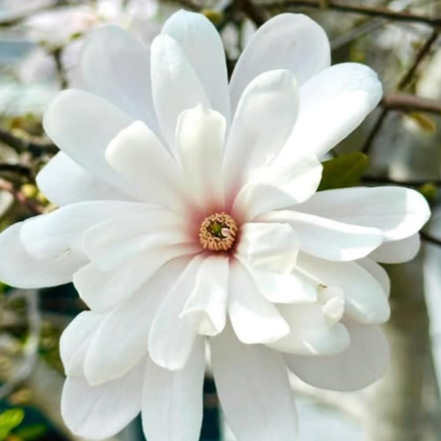 Magnolia Tree Live Plant in 2.5'' Pot, Magnolia Starter Tree, Ornamental Flowering Tree, Outdoor or Container Growing (White Magnolia)