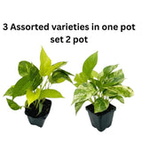 Set 6 Assorted Pothos Live Plants, Live Pothos Plant Indoor, 4 to 6 Inc Tall, Easy Care Indoor Outdoor Houseplants Plants, No Pot