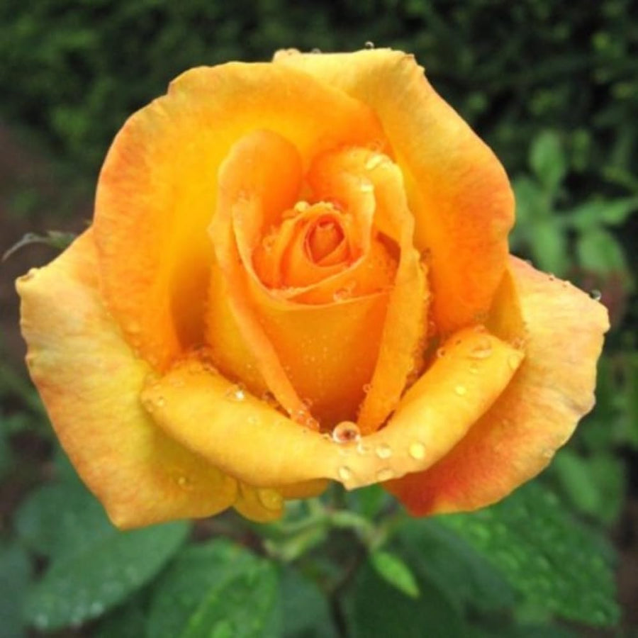 Rare Rose Bush Live Plant - Rose Plant Live to Grow - Bareroot 5-10 Inch Tall - Fragrant Rose Flowers Shrub - No Pot (Gold Rose)