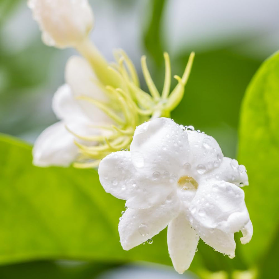 Maid of Orleans Jasmine Plant, Fragrant Jasmine Flower Vine 4-8 Inches Well Rooted for Container, Hanging Basket Growing