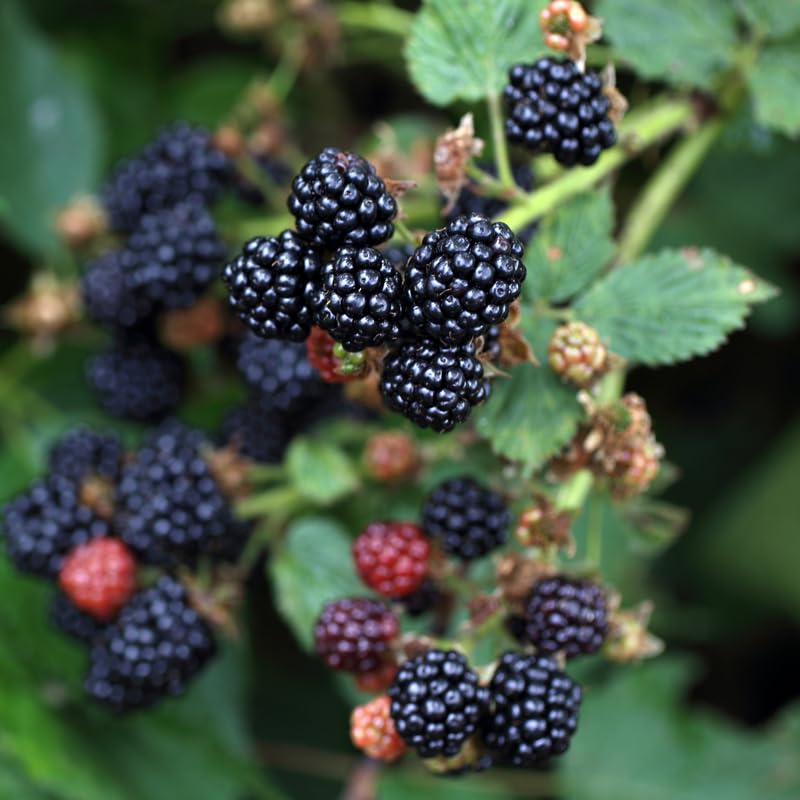 Live Blackberries Plant, 3 Ft Tall Black Berry Bush for Planting, Well Rooted Fruit Plant in Pot