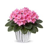 Bright Pink African Violets Live Plant in 4" Pot, Starter African Violet for HouseplantIndoor Outdoor Home Decor