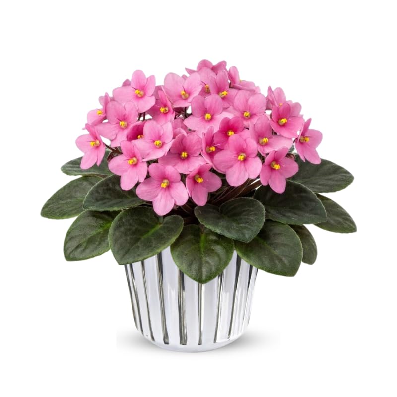 Bright Pink African Violets Live Plant in 4" Pot, Starter African Violet for HouseplantIndoor Outdoor Home Decor
