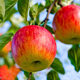 2-3' Honey Crisp Apple Tree Live Plant for Planting, Bareroot Apple Plant Live for Planting, Live Apple Tree Plant, Apple Fruit Tree
