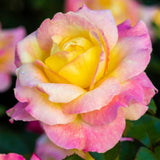Rose Bush Live Plant - Rose Plant Live Shrub - Bareroot with Soil 5-10 Inch Tall - Fragrant Rose Flowers Heirloom Rose Shrub (Love Rose)