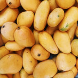 Julie Mango Tree Live Plant 2 Years Old, Sweet Mango Plant Live Ready to Plant, 1.5-2 Feet Tall, Edible Tropical Fruit for Zones 9-11 Outdoor Planting