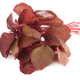 5000 Red Amaranth Seeds, Vegetable Ornamental Amaranth Plant Seeds for Outdoor Planting