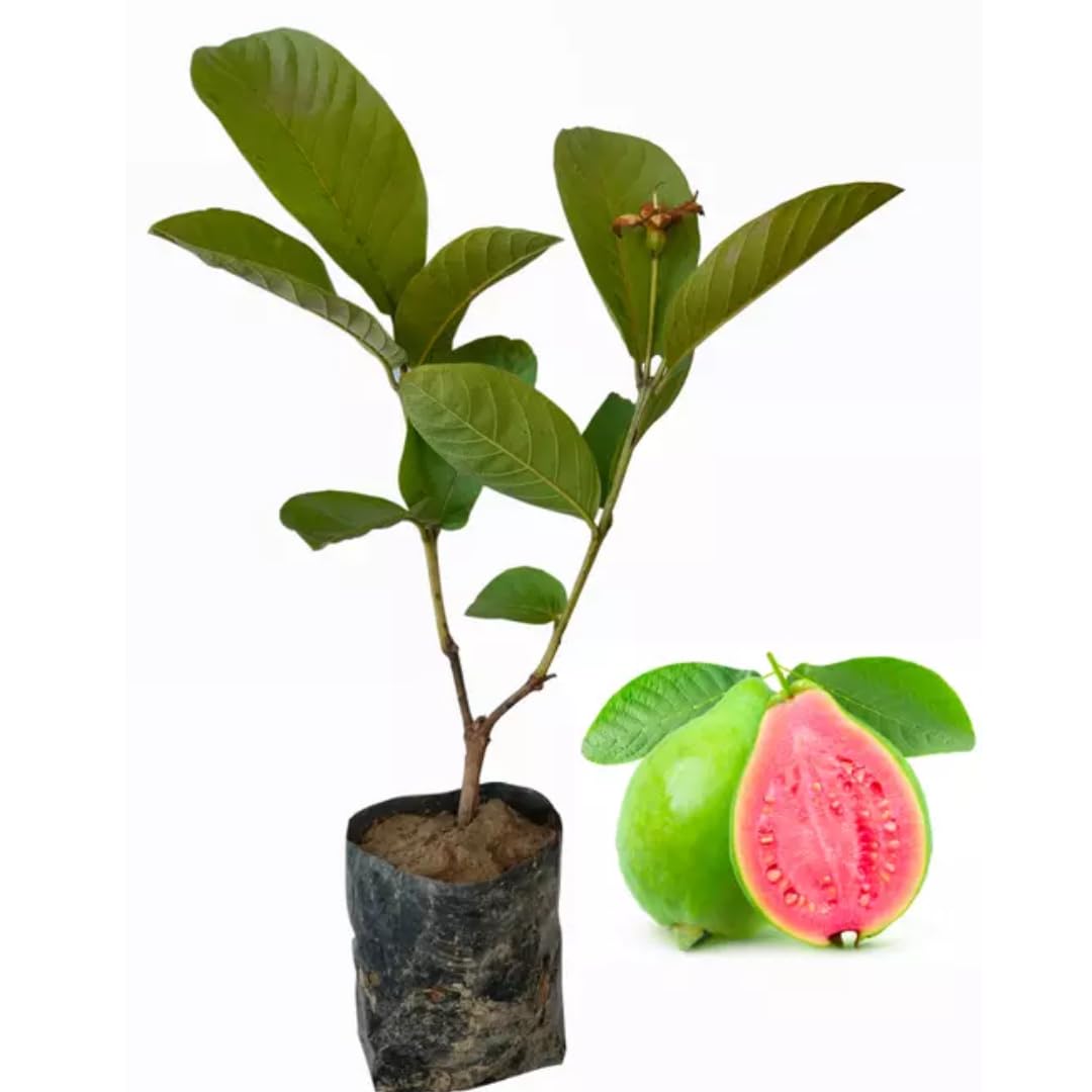 4 Sweet Guava Trees Live Plants, 9 Months Old 5-9 Inc in Tall, Guava Tree for Planting, Zones 9-11
