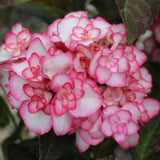 Double White Pink Hydrangea Plant, 5 to 7 Inch Tall Hydrangea Plants Live, Without Pot, Change Color Flowers Hydrangeas Bush Plant Outdoor Shade Garden, Colorful Flowers