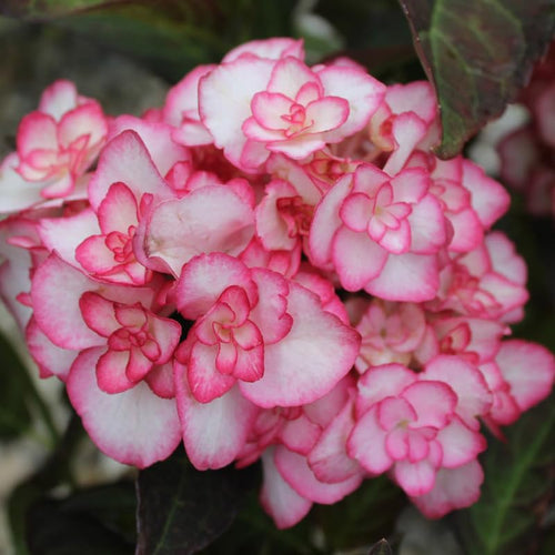 Double White Pink Hydrangea Plant, 5 to 7 Inch Tall Hydrangea Plants Live, Without Pot, Change Color Flowers Hydrangeas Bush Plant Outdoor Shade Garden, Colorful Flowers
