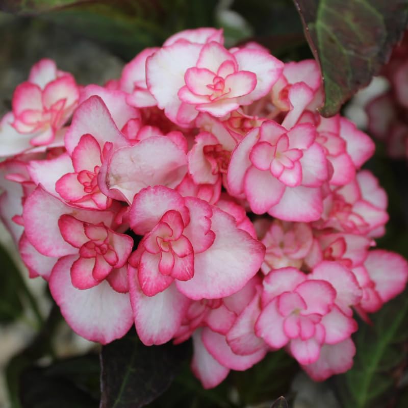 Double White Pink Hydrangea Plant, 5 to 7 Inch Tall Hydrangea Plants Live, Without Pot, Change Color Flowers Hydrangeas Bush Plant Outdoor Shade Garden, Colorful Flowers