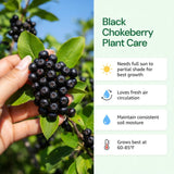Set 12 Black Chokeberry Cuttings, Black Aronia Rooted Cuttings, Cold Hardy Berry Plant for Outdoor Garden