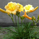 2 Yellow Daylily Plant 4 to 6 Inch Tall, Daylilies Plant Live, Low Maintenance Perennial Flower for Outdoor Growing, Bareroot Plant