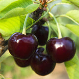 1 Year Old Black Cherry Trees Live Plants, 6-14" in Tall, Wild Cherry Fruit Trees for Outdoor Growing