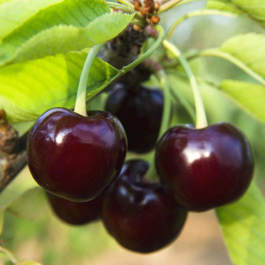 1 Year Old Black Cherry Trees Live Plants, 6-14" in Tall, Wild Cherry Fruit Trees for Outdoor Growing