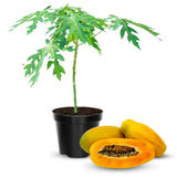 Dwarf Papaya Plant Live, 8-12" Tall Tropical Fruit Tree in Half-Gallon Pot, Fast Growing for Container or Garden